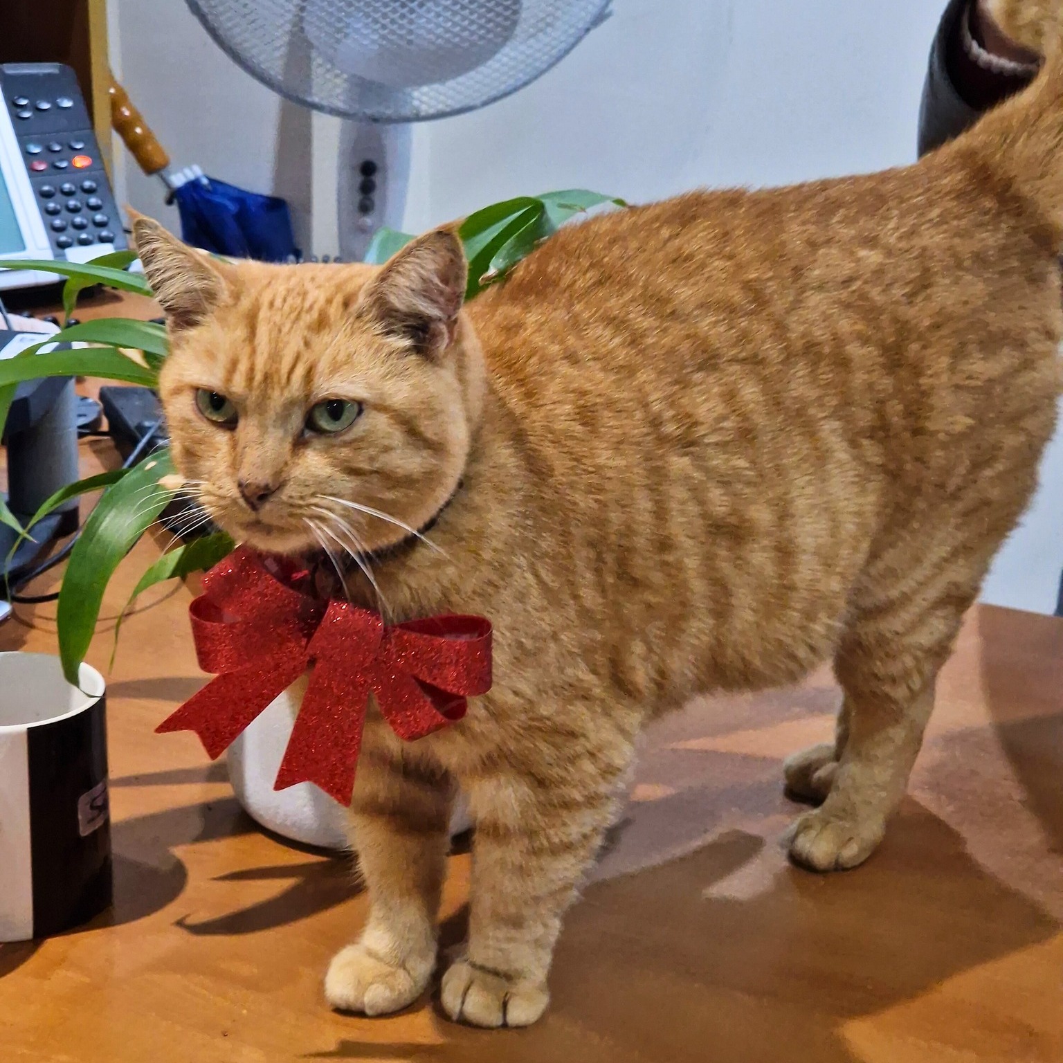 A Heartfelt Farewell to Puss: The Sweetheart of Our Team