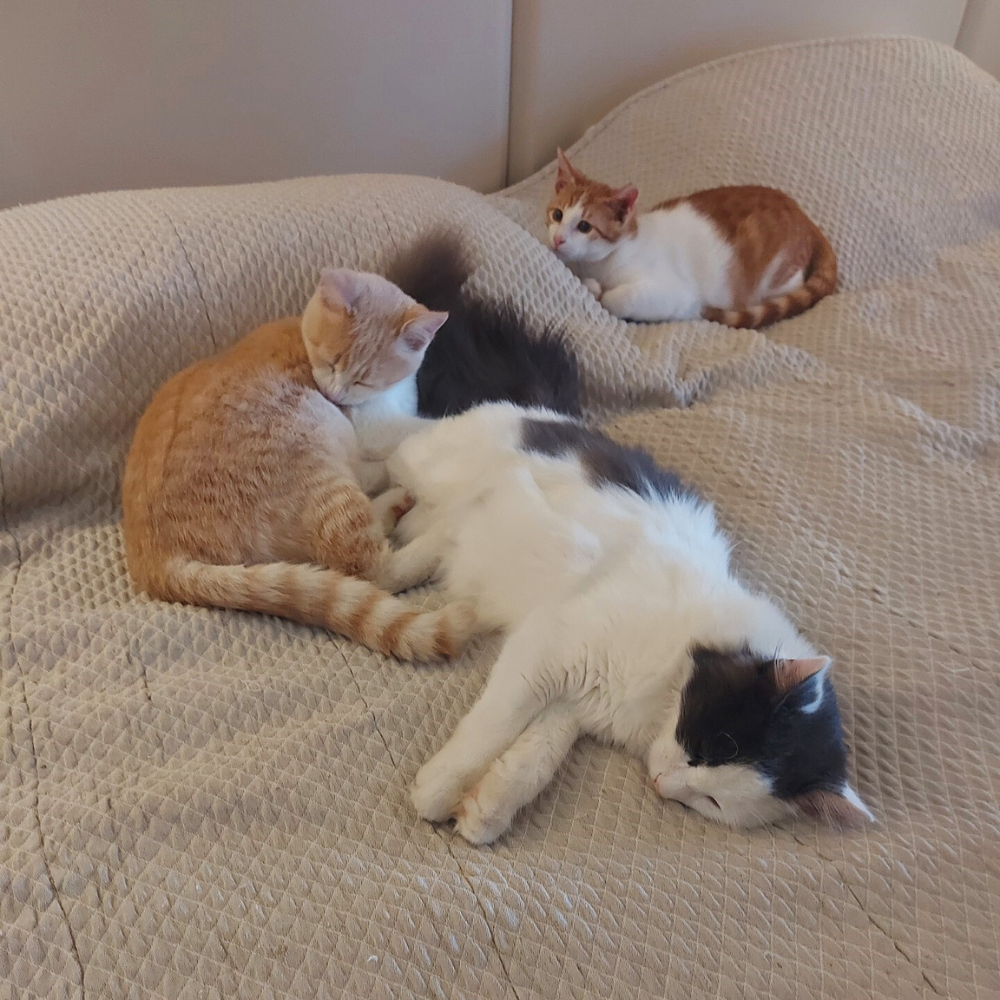 image-1780404774686.png