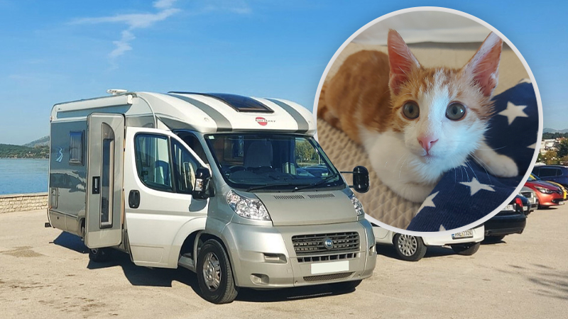 A Life-Changing Journey - From Corfu to the UK with Three Rescue Kittens